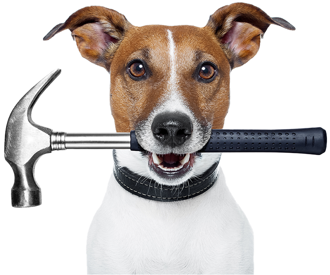 Leading Paws | Dog holding hammer in mouth